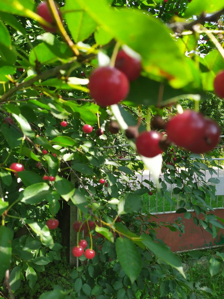 Наші фото - Дермань Друга