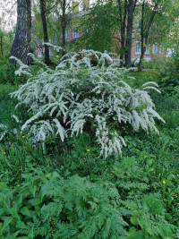 Природа Носівки