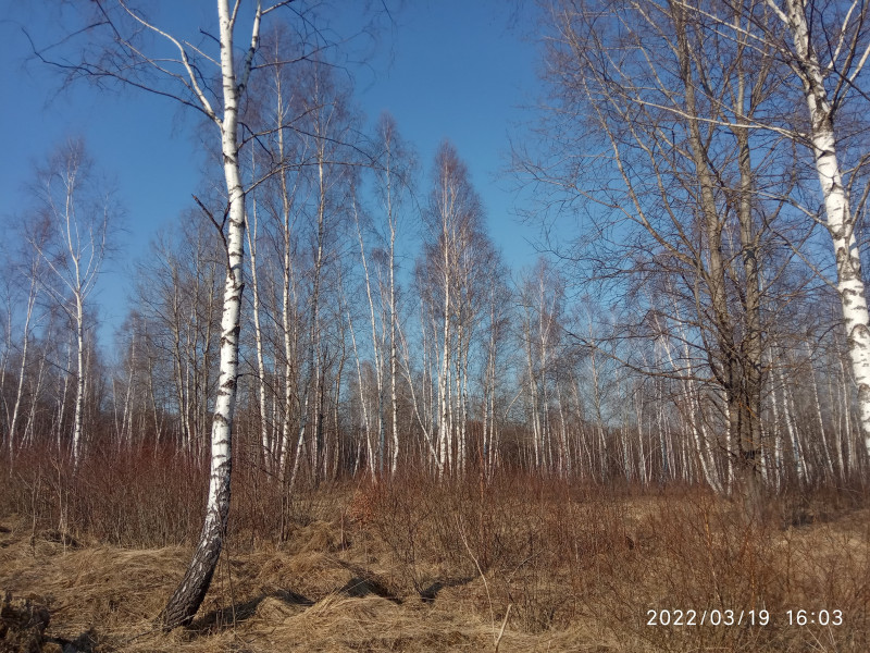 краєвид - Смоляний