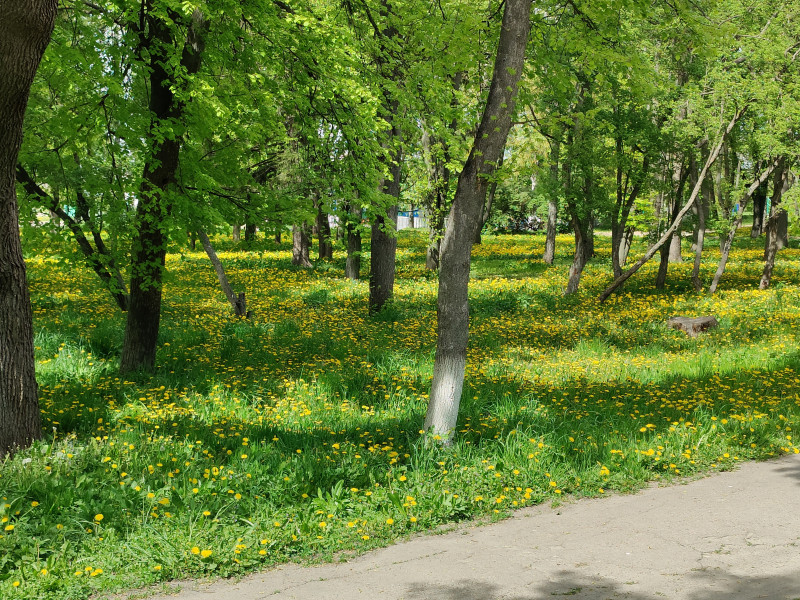 Природа Носівки - Носівка