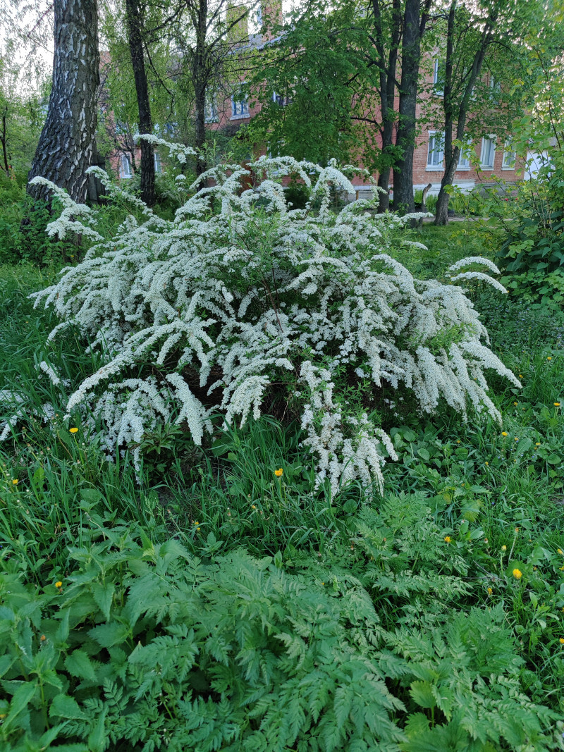 Природа Носівки - Носівка
