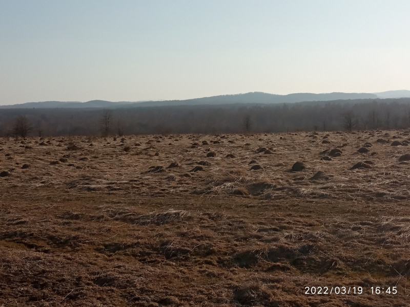 краєвид - Смоляний