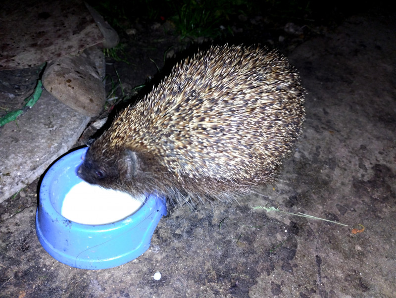 зоосвіт 2 - Держів