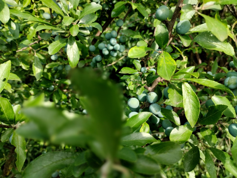 природні фантазії - Горішнє