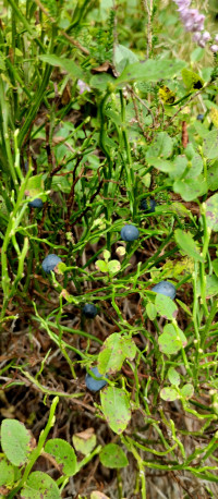 Популярний бальнеологічний курорт1