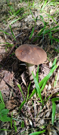 Грибний сезон