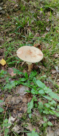 Грибний сезон