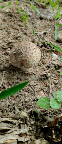 Грибний сезон