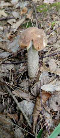 Грибний сезон