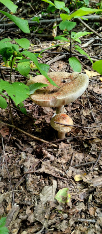 Грибний сезон