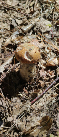 Грибний сезон