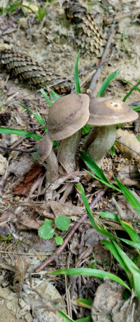 Грибний сезон