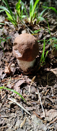 Грибний сезон