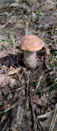 Грибний сезон