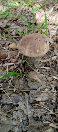 Грибний сезон