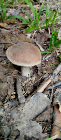 Грибний сезон