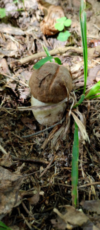 Грибний сезон