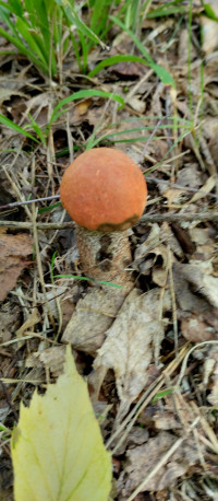 Грибний сезон