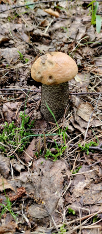 Грибний сезон