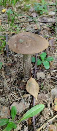 Грибний сезон