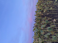 Саїнка - Останні фото