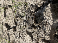 Саїнка - Останні фото