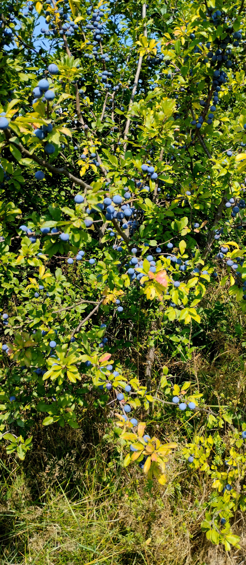 Популярний бальнеологічний курорт1 - Східниця