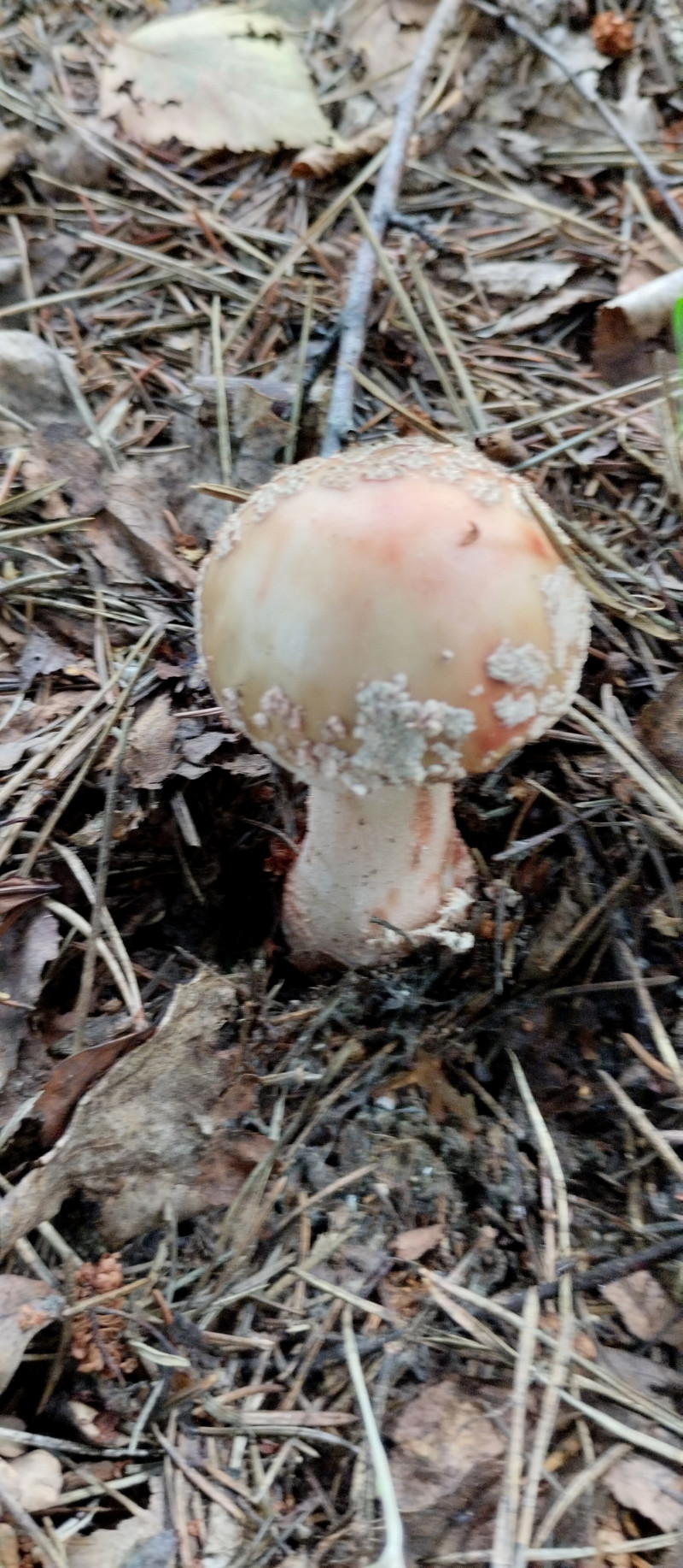 Грибний сезон - Горішнє