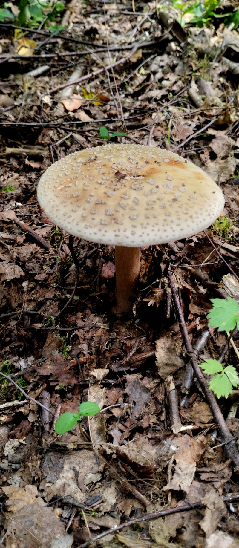 Грибний сезон - Горішнє