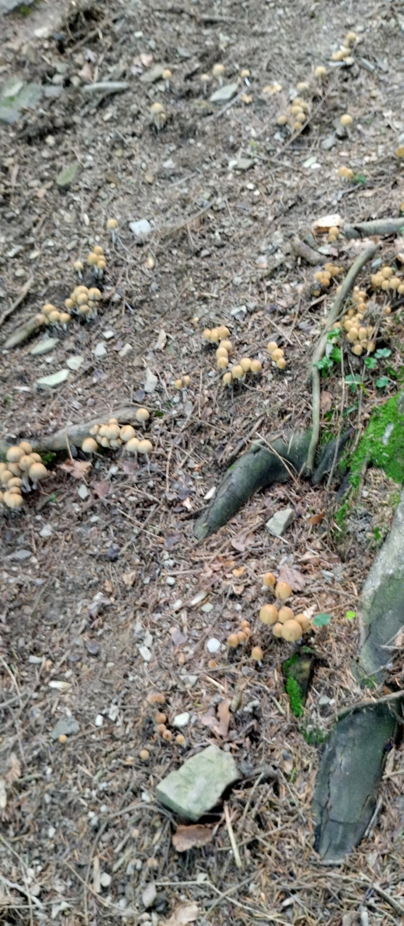 Популярний бальнеологічний курорт1 - Східниця