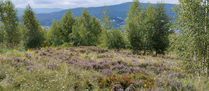 Популярний бальнеологічний курорт1 - Східниця