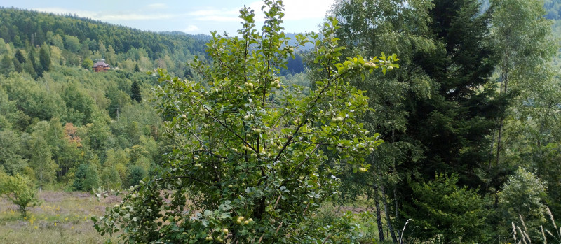 Популярний бальнеологічний курорт1 - Skhidnytsya