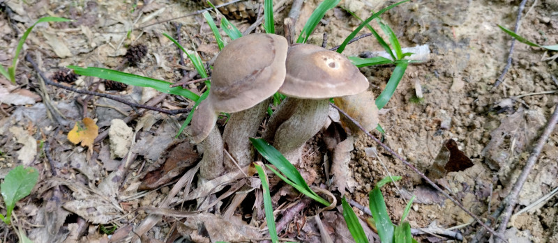 Грибний сезон - Горішнє