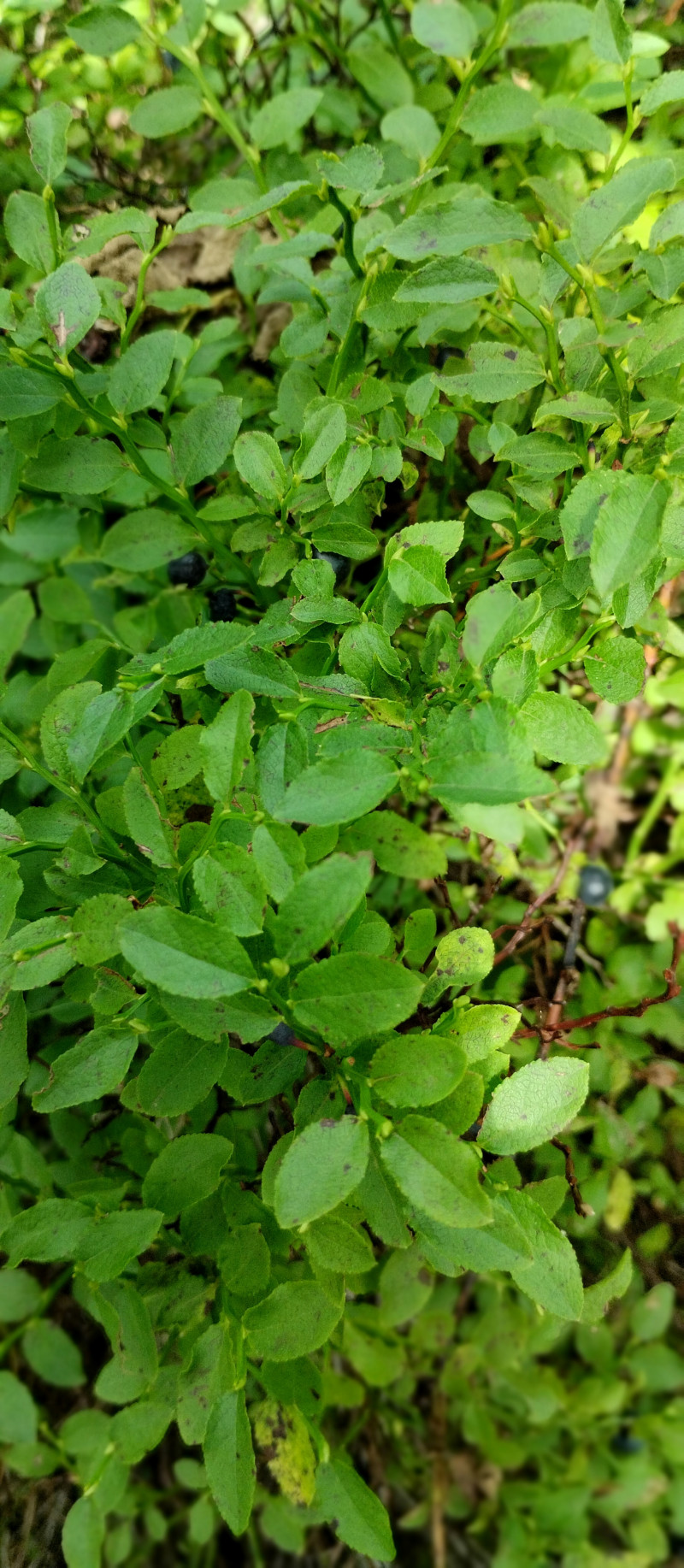 Популярний бальнеологічний курорт1 - Сходница