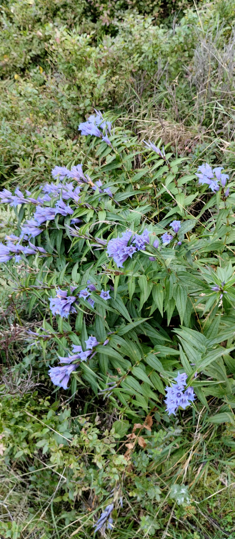 Популярний бальнеологічний курорт1 - Східниця