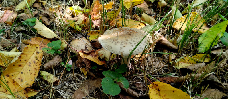 Грибний сезон - Горішнє