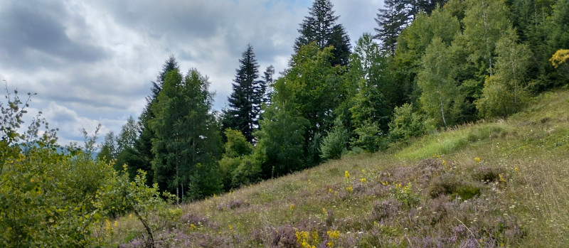 Популярний бальнеологічний курорт1 - Skhidnytsya
