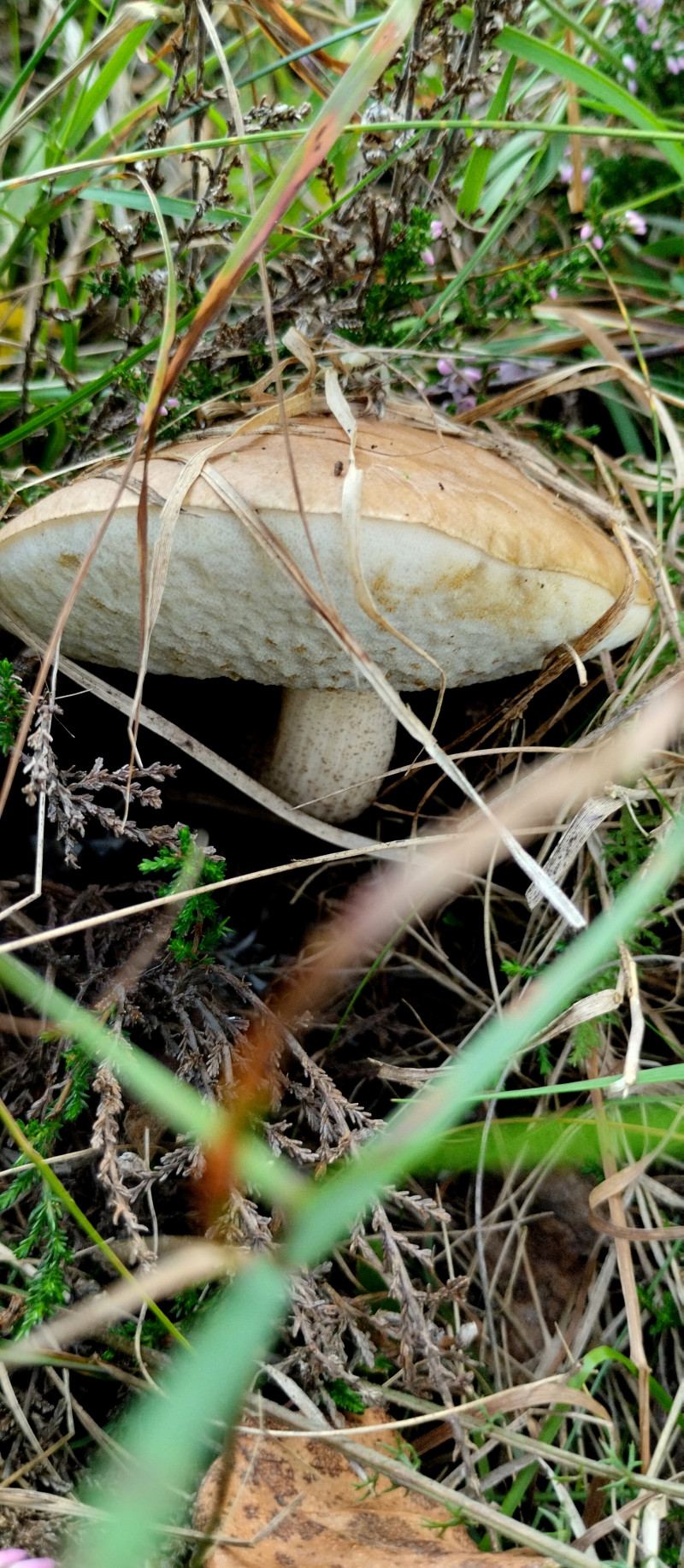 Популярний бальнеологічний курорт1 - Східниця