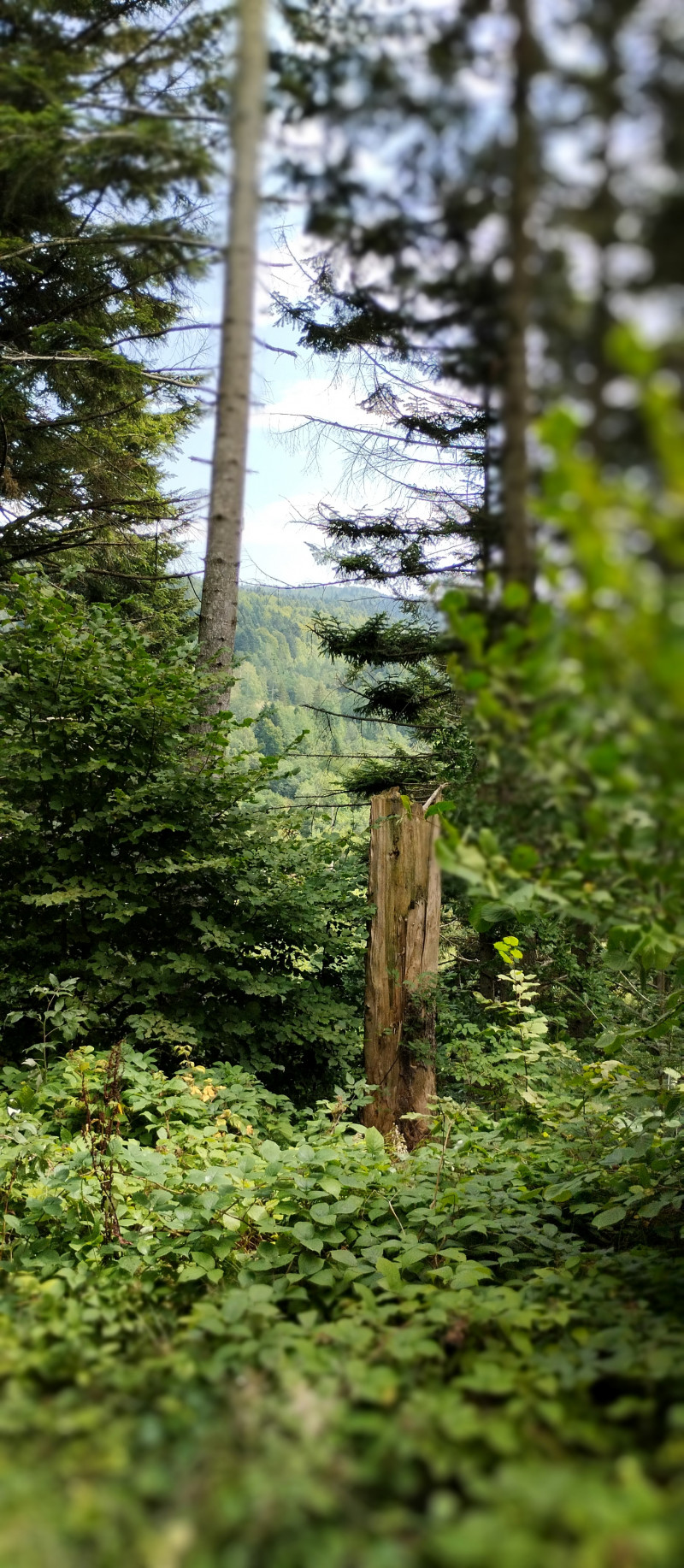 Популярний бальнеологічний курорт1 - Сходница