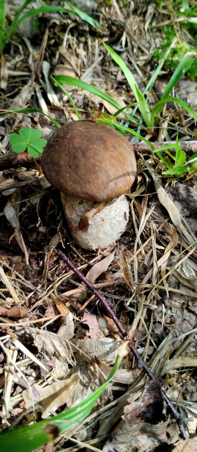 Грибний сезон - Горішнє