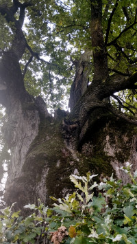 Найстаріше дерево Львівщини