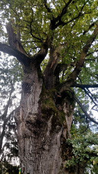 Найстаріше дерево Львівщини