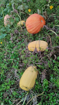 природні фантазії