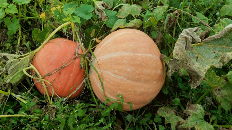 природні фантазії - Верхня Лукавиця