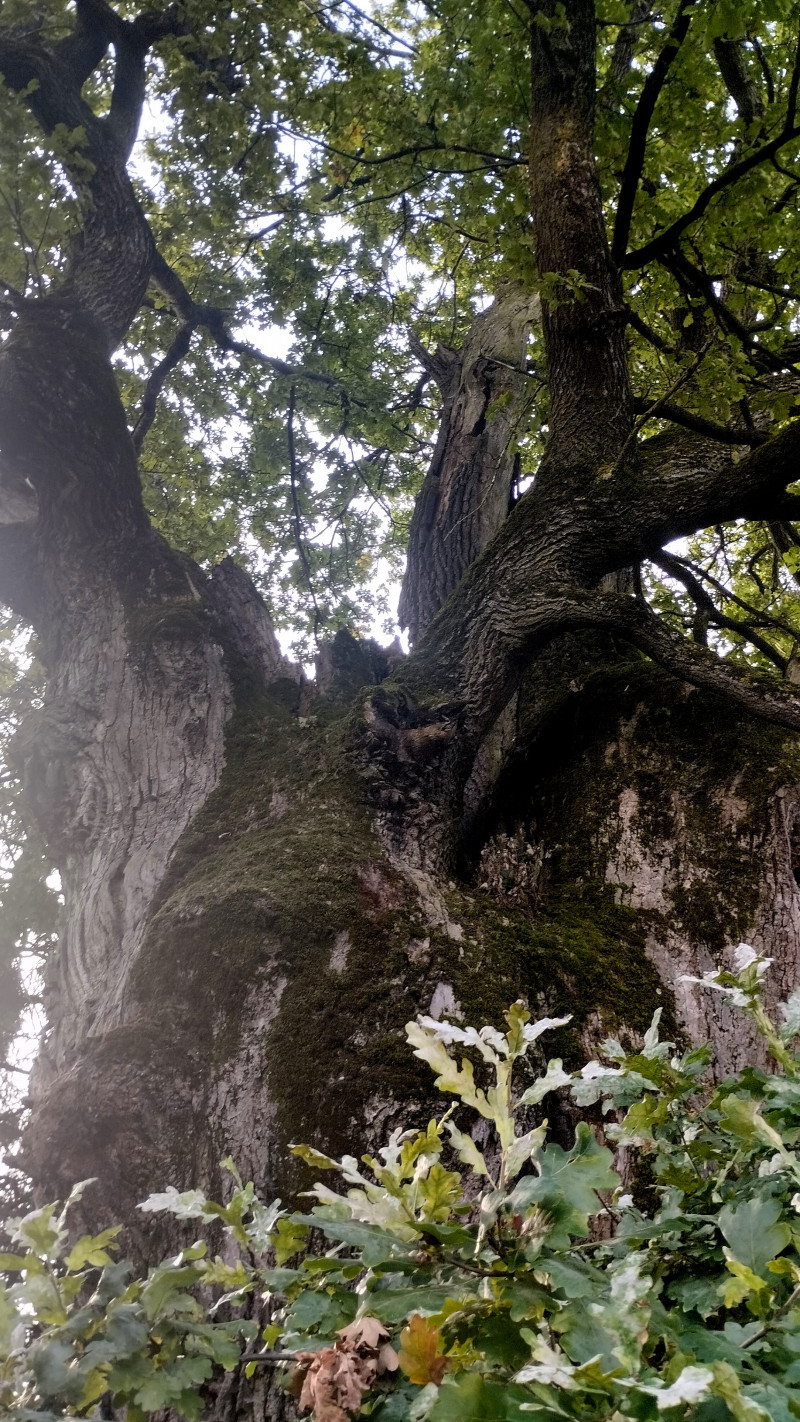 Найстаріше дерево Львівщини - Верин