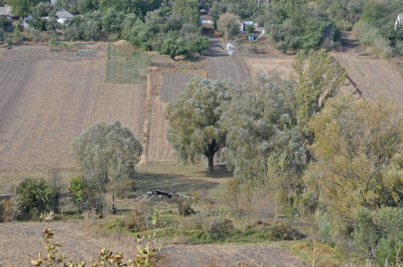 Тростинка - Тростинка