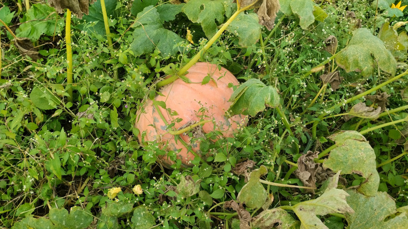 природні фантазії - Верхня Лукавиця