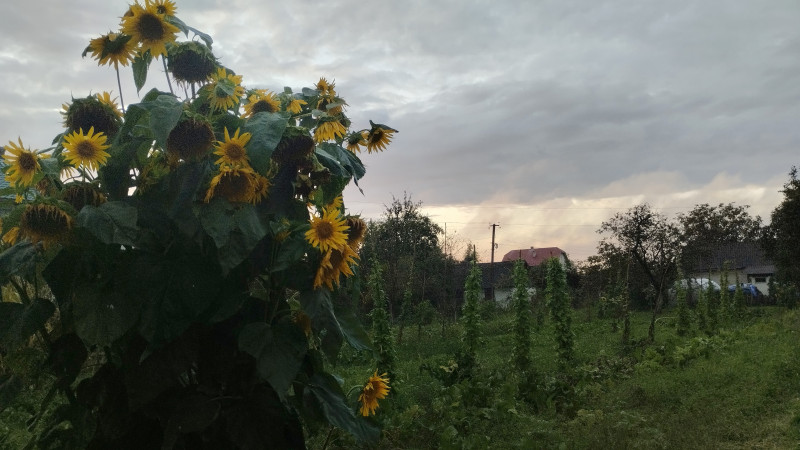 Краєвид 5 - Держів