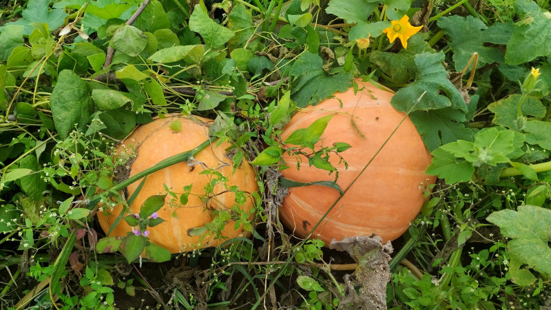 природні фантазії - Верхня Лукавиця