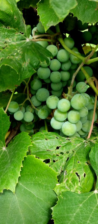 природні фантазії